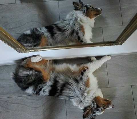 Takhle krásnou srst měl Basty z moře